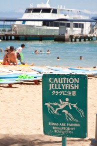 Jellyfish at Waikiki Beach.