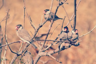 Birds at Diamond Head.
