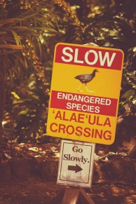Endangered Birds Sign.